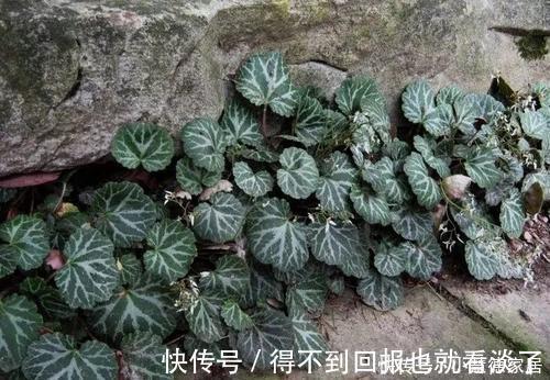 4种漂亮植物，不开花也好看，耐寒又好养，零下几度都冻不死！