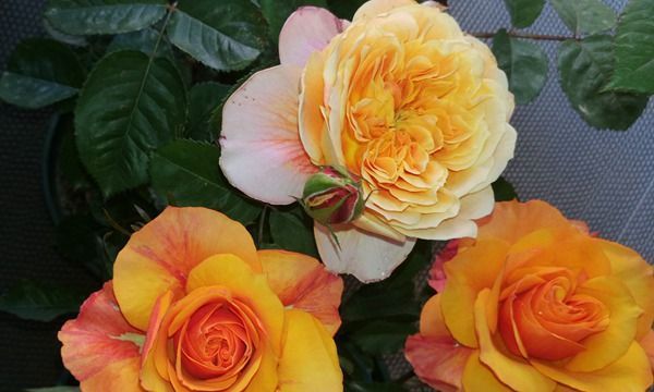 养花试试这几款,花香极佳条件适宜无论什么季节都能开花