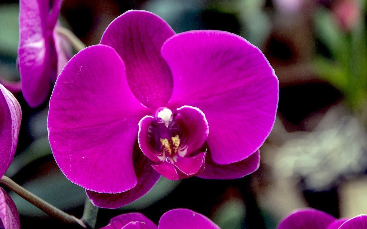 解决|蝴蝶兰叶片发软开花不积极,哪里出了问题,先从这2点解决