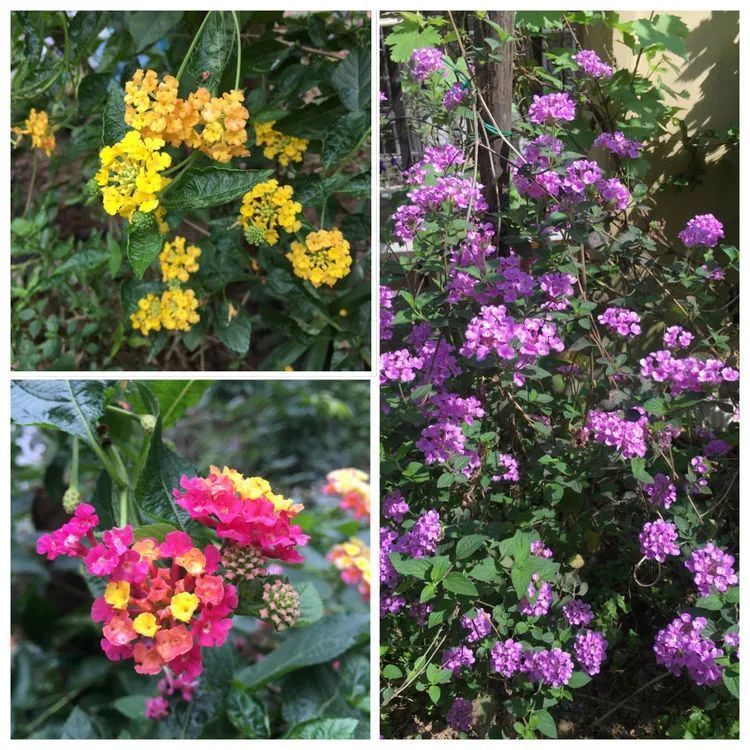 养多肉会上瘾,3年养了500多盆,既美化了环境又愉悦了心境!