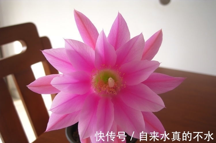 秋海棠属|家养几种花,花期长,花色艳丽,开成花海,邻居都羡慕!