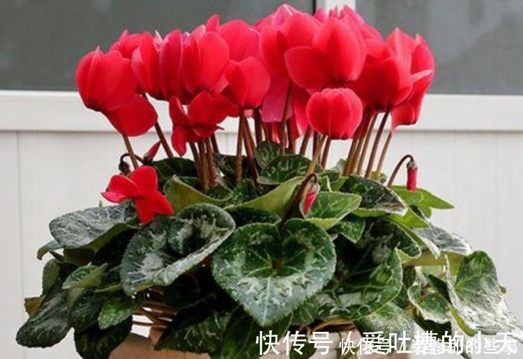 木槿|4种花养家里,福旺运旺财更旺,花开不断,还能旺财!