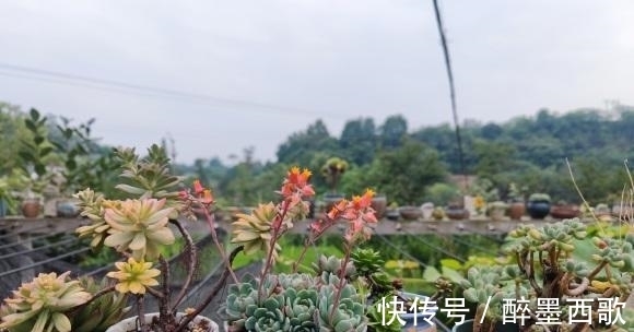 夏天养多肉,必做这3点,否则就黑腐!原来露养多肉也有缺点