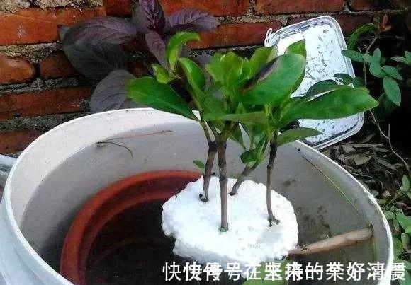 这4种花,剪个枝插水里,10天就生根,当下季节最佳