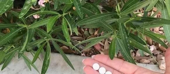 扦插|什么黄豆水、淘米水都不如“这种水”,10天浇一次,叶绿花更旺