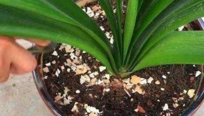 花卉|它是天然的养花肥,到处都有,盆里放一点,像打了激素蹭蹭长