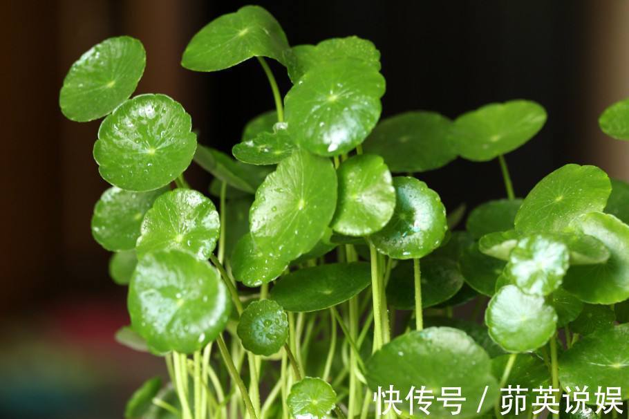 小妙招|铜钱草夏天怎么养教你3种养护小妙招,叶子翠绿发亮,轻松爆盆