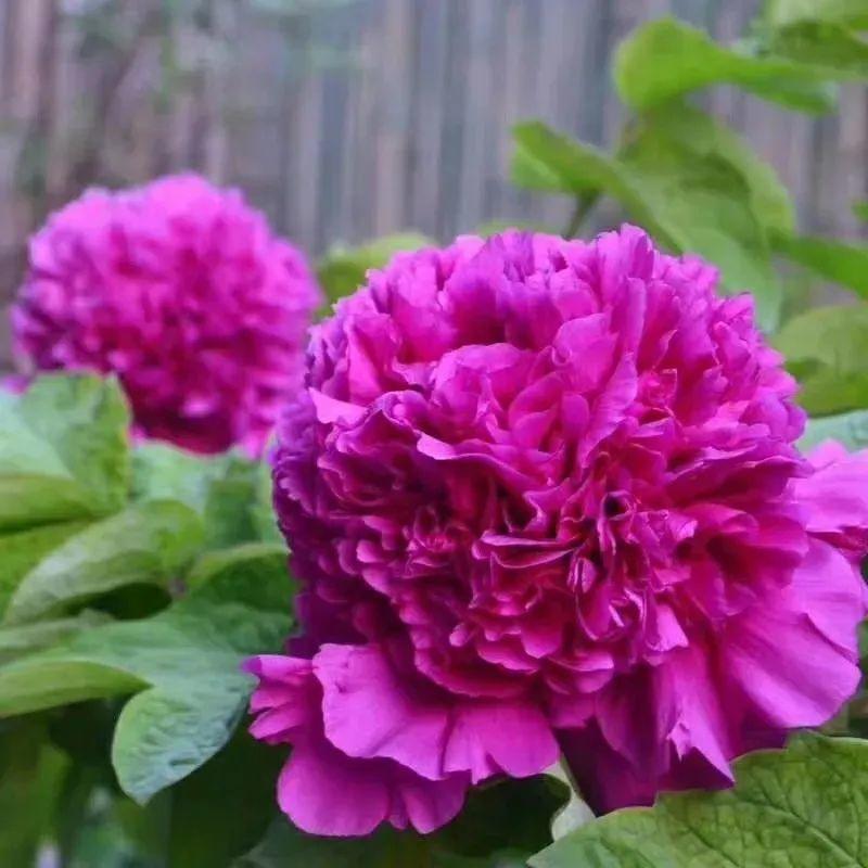 品种|这花只能秋天养，埋土里就活，晚了再等一整年！