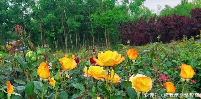 散文京都五月花，最数月季美