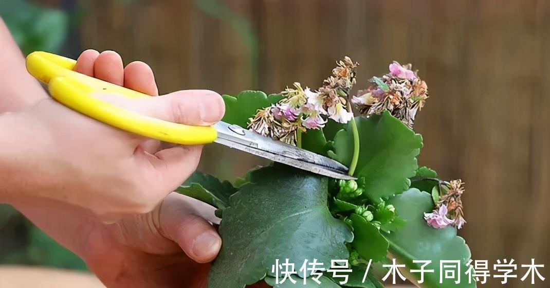 扦插|4种漂亮花，越老越没用，开花少长得丑，赶紧扦插几盆备用
