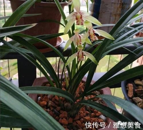 家庭养兰花,就怕4种错误养护,难怪总是养不好