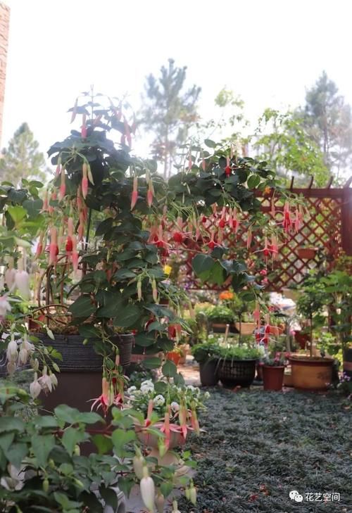 “最累”的8种花，花开连续几个月，一次开花几百朵！