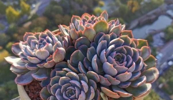 阳台上的一盆多肉植物“撑裂”成这个样子我以为只是淋雨淋的