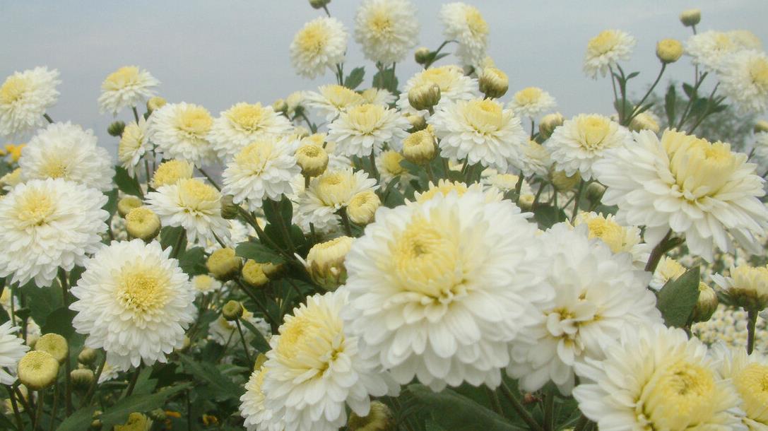 桔梗|懂花的人,都爱养这5种花,漂亮好养易爆盆,寓意好还养人