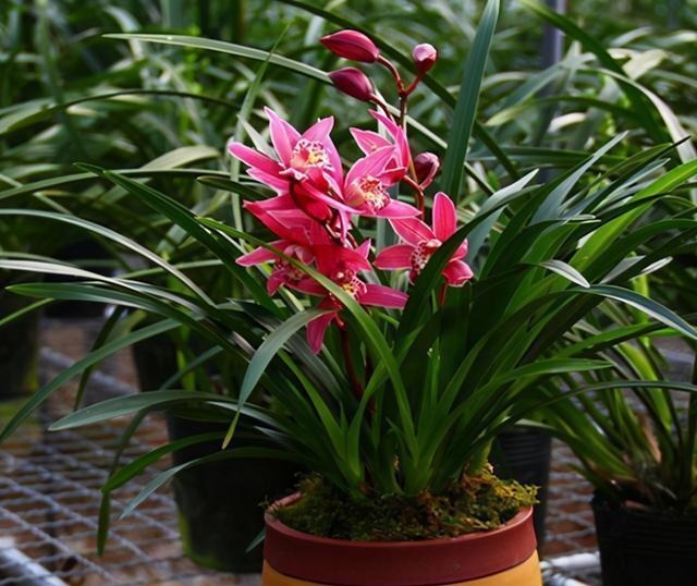 新手养兰花,注意“三细节”,花姿优雅,一年能花开四五次