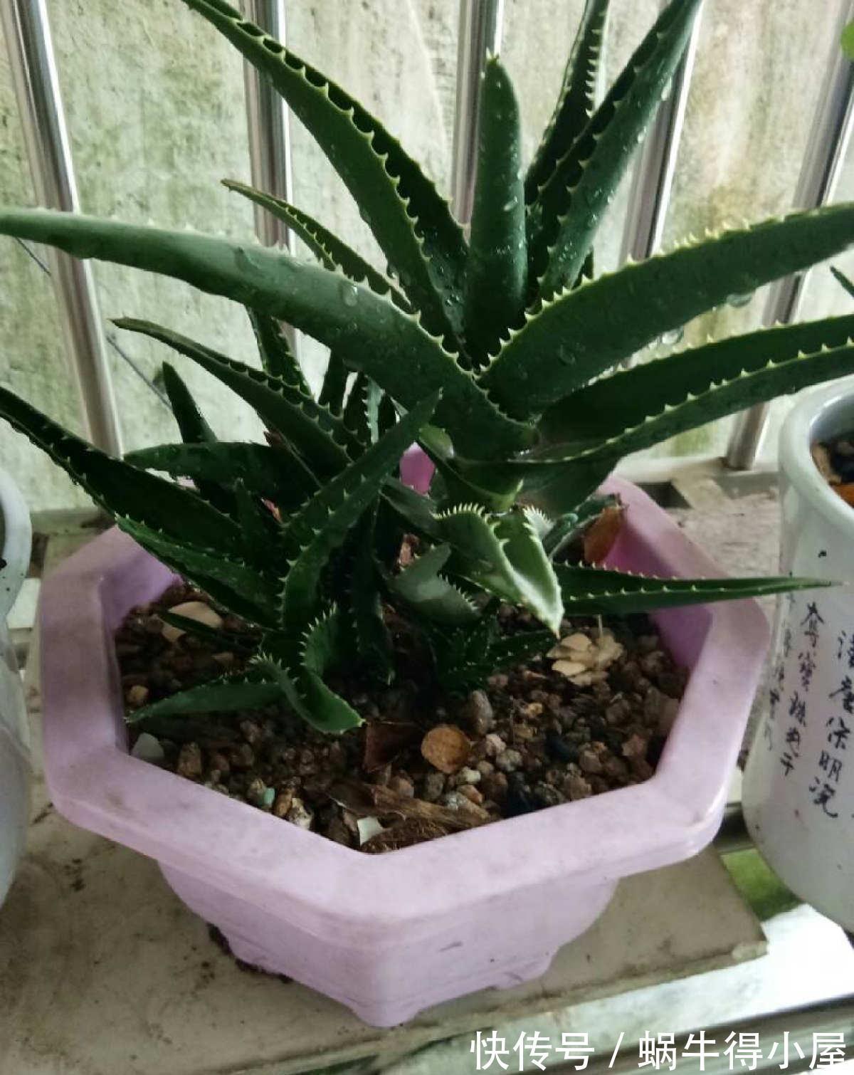 卧室|室内养花不能贪多,养得太多对身体不好,适量最重要