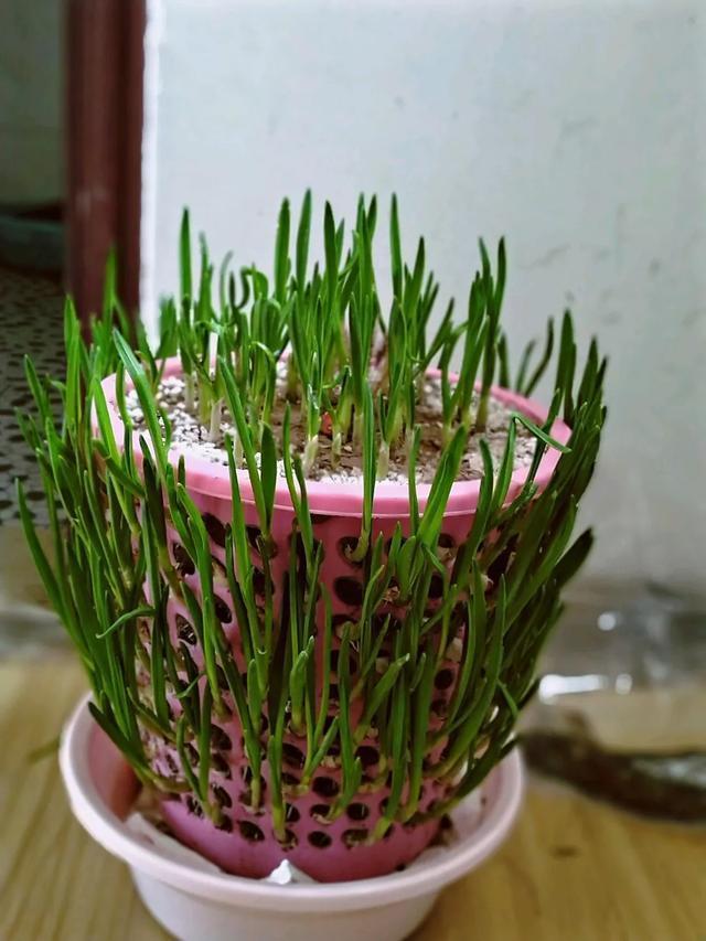 丢一把种子到水里，7天冒出小森林，越热越长个！绿植盆栽不用买