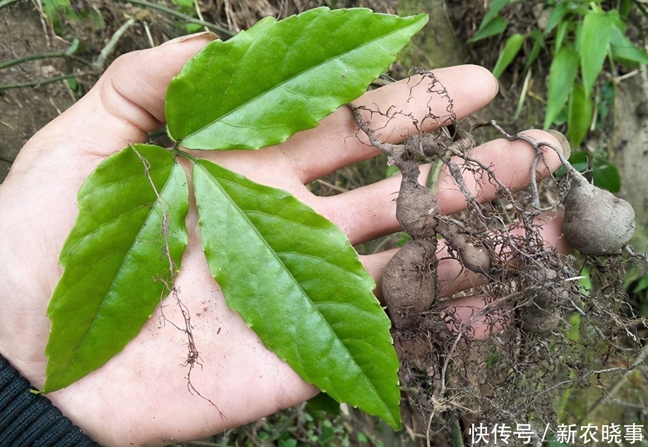 种植|谁在山里除草，请认识它，别拔了就丢掉，有价值