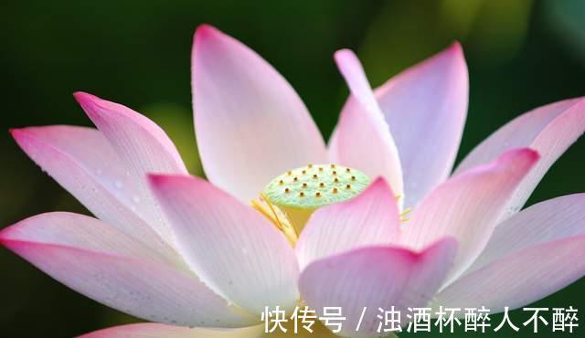 荷花#聊斋故事:荷花仙女