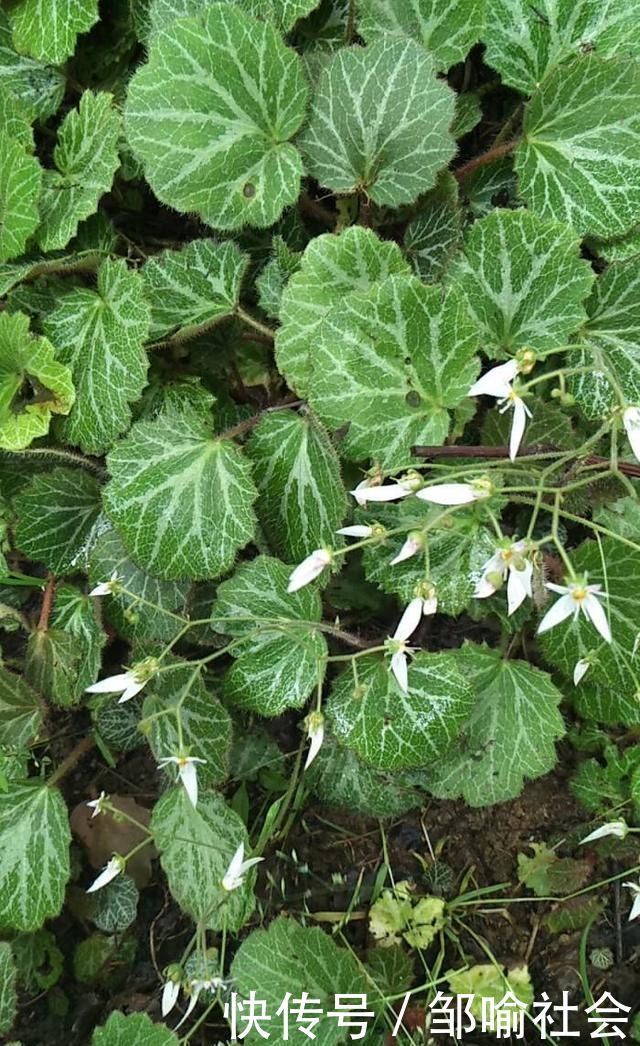 有种小野草能开花，盆植无光也能活，可爱却很霸气