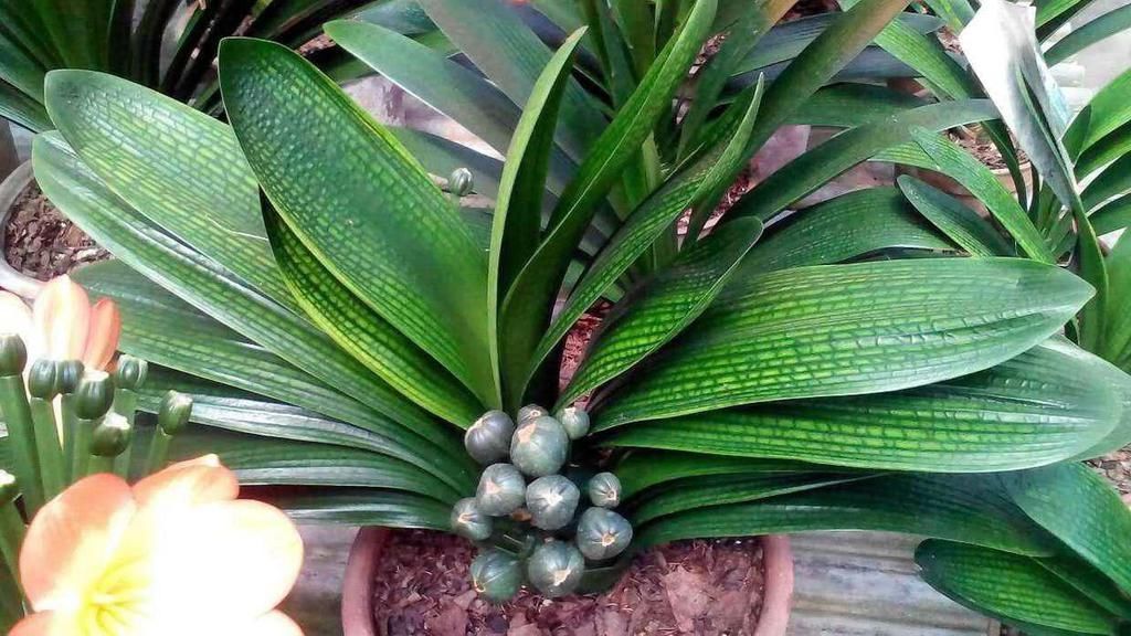 栽种|怎么养君子兰最正确？新手先避开这5大雷区，养好根开出美丽的花