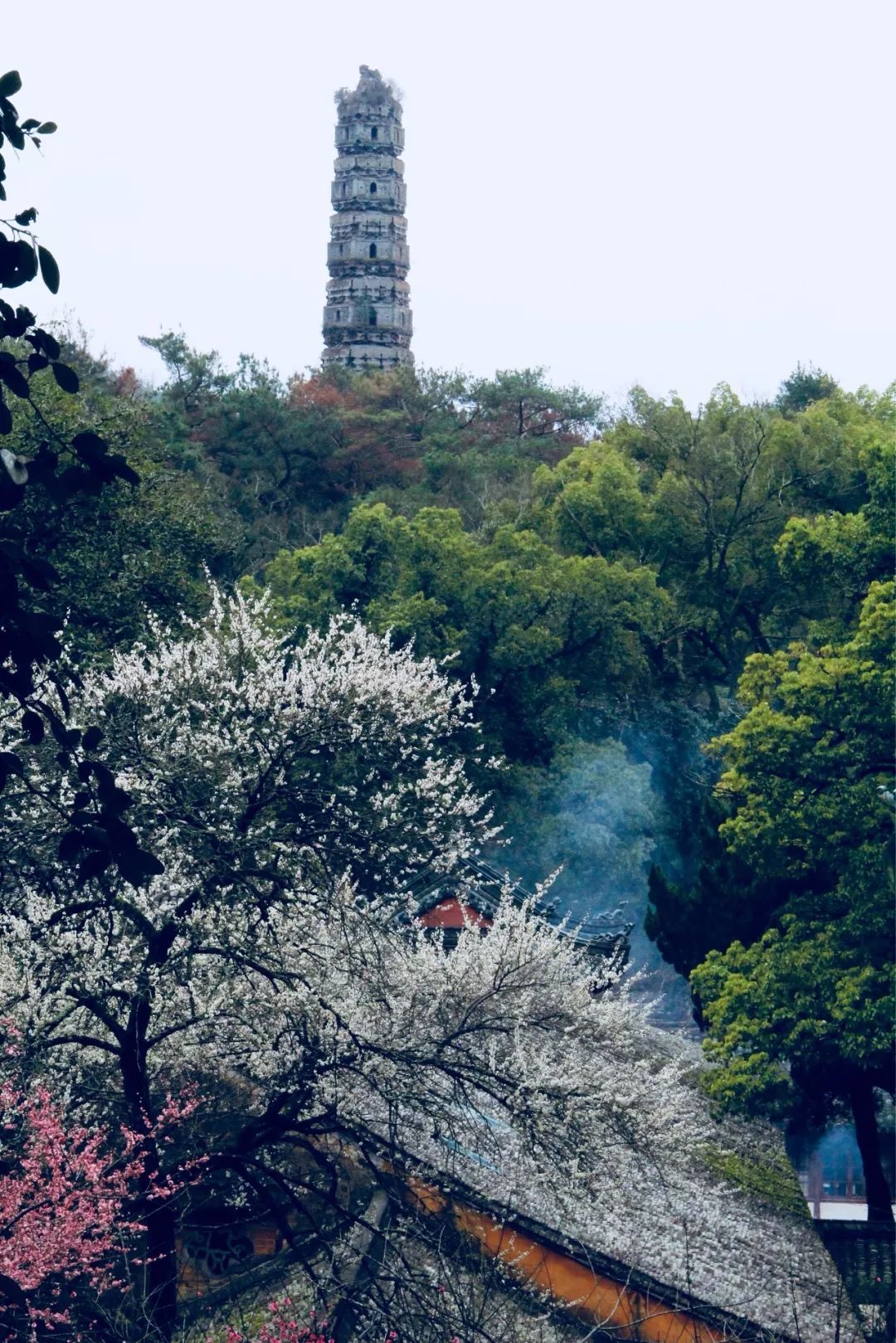 文革|天台山国清寺最美梅花图即将展开, 见好收藏!