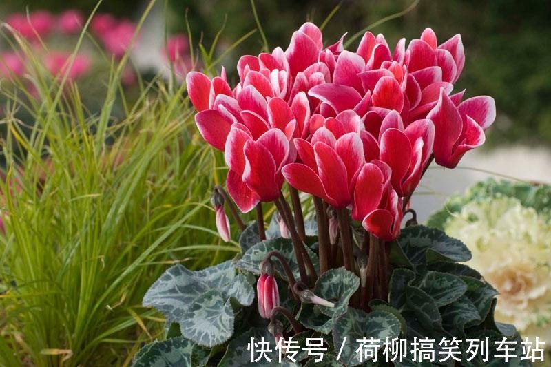 春天买花要谨慎,4种花“夏必死”,新手绕开走,别白花钱