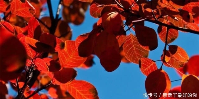 秋日读诗:繁霜尽是心头血,洒向千峰秋叶丹