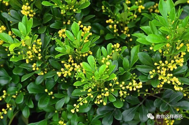 花香味|阳台就养这些花,花香味浓,久聚不散,香味飘满屋!