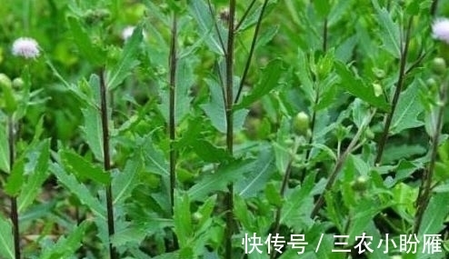 叶片|过去不识货以为是无用杂草，其实嫩叶的食用价值高，城里一斤8元