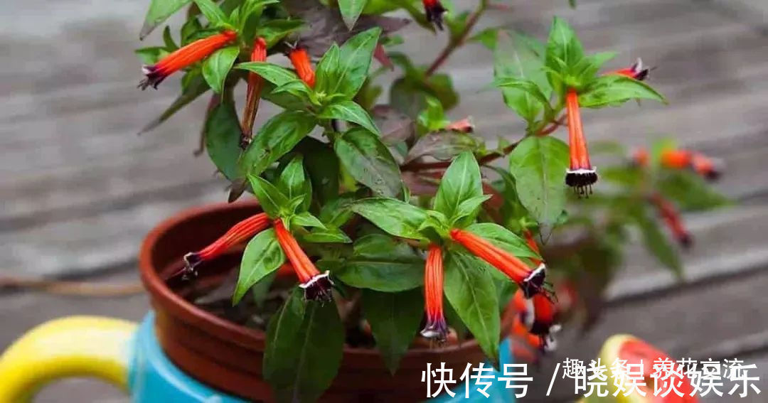 给家里多增添些热带风情,这12种红红火火的热带红花不可少