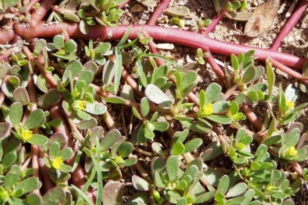 马齿苋|有白头发先别染发!马齿苋加一宝,仅需15天变黑发,还有惊喜变化