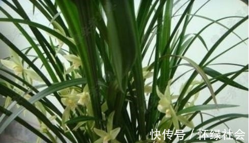 兰花常常养出“馒头堆”,这种造型好处多,预防病虫,花苞冒得多