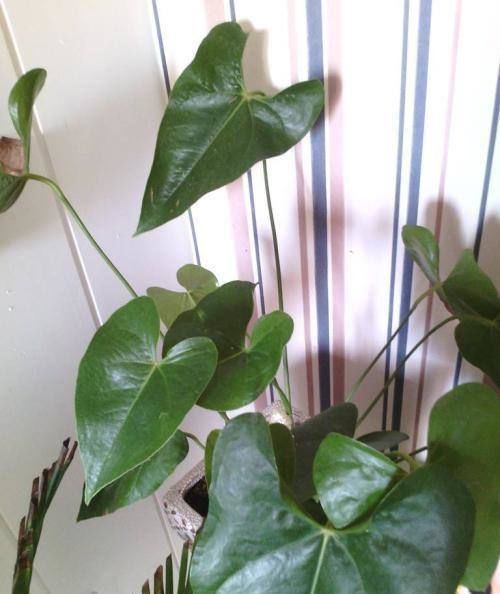 红掌不开花?盆里浇点它,花比叶子还多,红红火火一整年