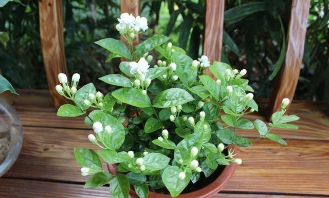 养花不开花,10天喷一次“它”,花苞翻倍,花满枝头