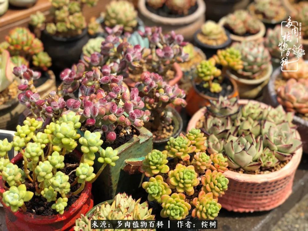 多肉度夏经验谈四季皆露养,兢兢业业养肉三年半!