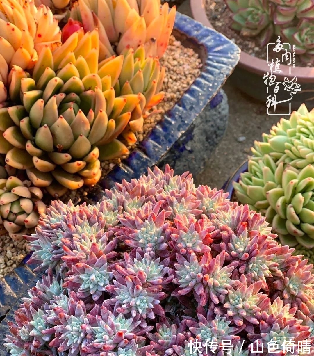 我与多肉植物百科的398天离别又重逢！