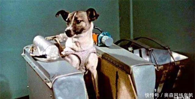 纪念碑 首个升上太空的流浪狗,至今还在宇宙,莫斯科为它设立纪念碑