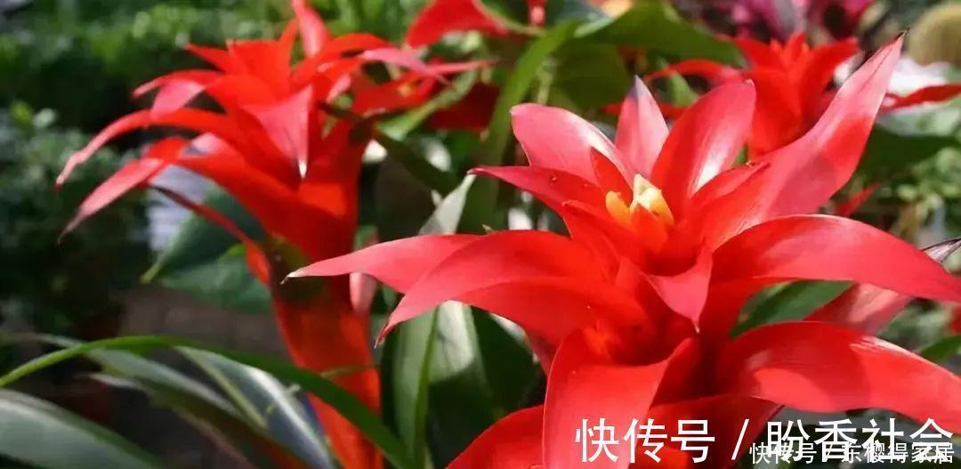 步步高|旺财又旺人的绿植,盘点8种超好寓意的盆花