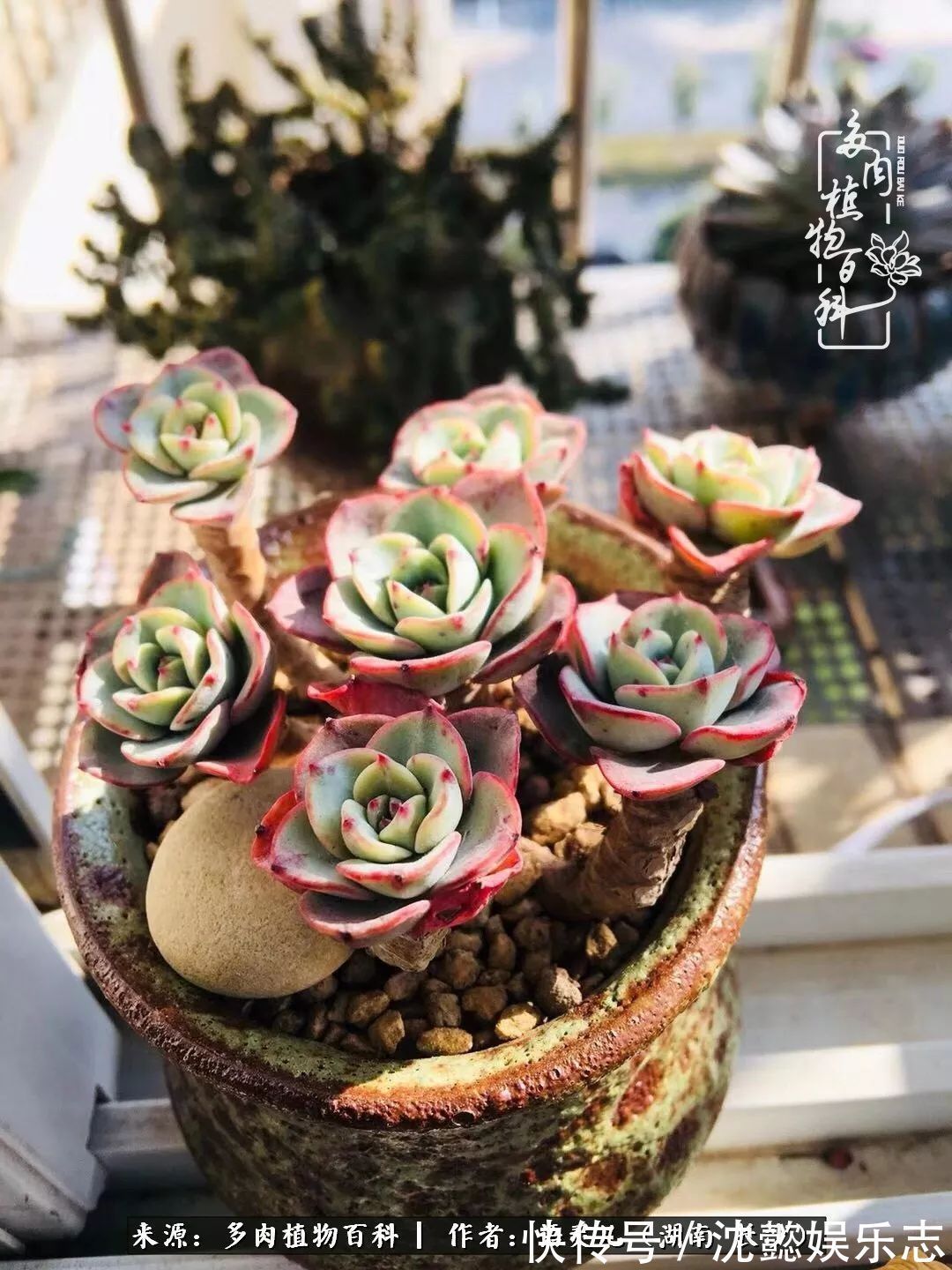 阳台党|邂逅多肉,爱折腾的阳台党,总能收获简单纯粹的快乐!