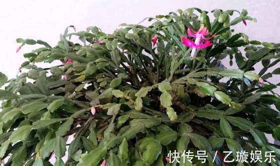 肥厚|蟹爪兰瘦弱不开花，摸透它的“脾气”，叶片肥厚，花开不断爆满盆