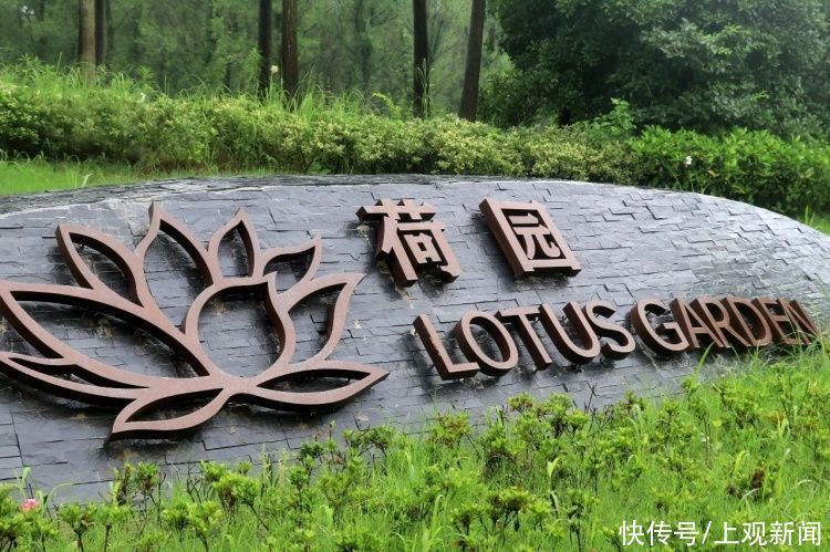 荷花|“四蒂睡莲”长什么样?一起来花博园看荷花、莲花群芳争艳