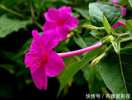 喜欢绿萝，不如养盆精品绿植白脉椒草，叶色清新淡雅郁郁葱葱！