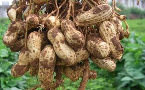 花生|提醒：煮花生不能放此物，吃了就是没病找病，现在知道还不晚