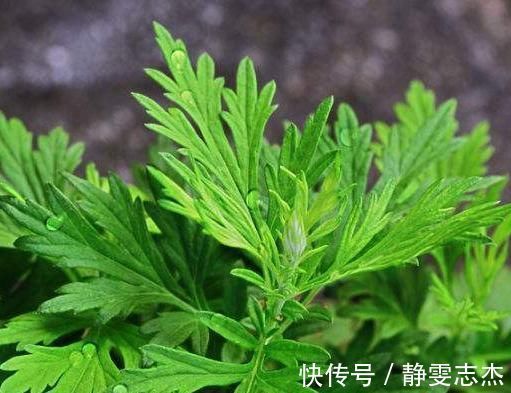 宫冷|女性睡前用艾草泡2处，每天30分钟，加速新陈代谢，补充气血！