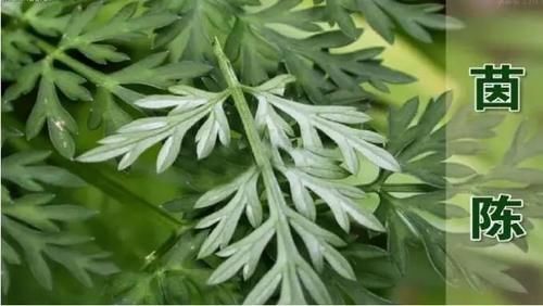 三四月里吃点它，抗菌消炎、护心养肝，大病小病都“绕道”！