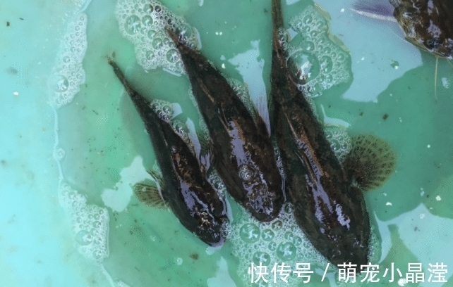 鱼肉|这5种鱼没营养，对人体有害，早被拉入“黑名单”，但很多人爱吃