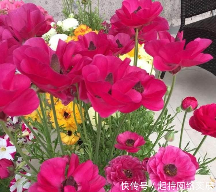 花毛茛|这种花,一种上,月季、牡丹靠边站