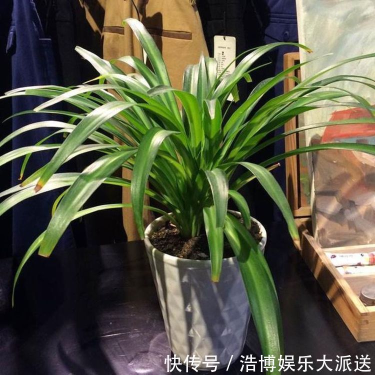 植物|又把花养死了赶紧用这种“万能水”,果皮酵素养啥活啥