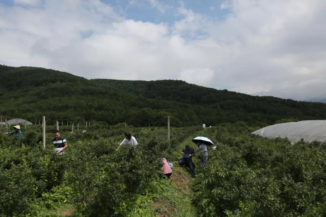 青山草原|西昌人的诗和远方！看青山草原连片、采高山蓝莓、享悠闲时光